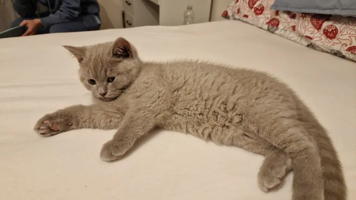 Male British Shorthair Kitten - Image 2