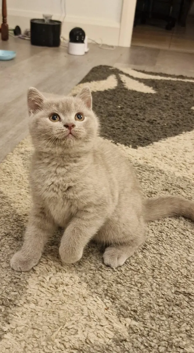 Male British Shorthair Kitten - Image 3
