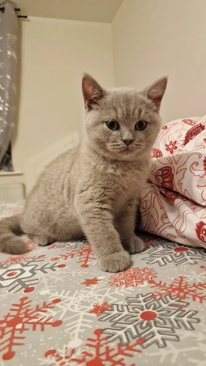 Male British Shorthair Kitten - Image 4