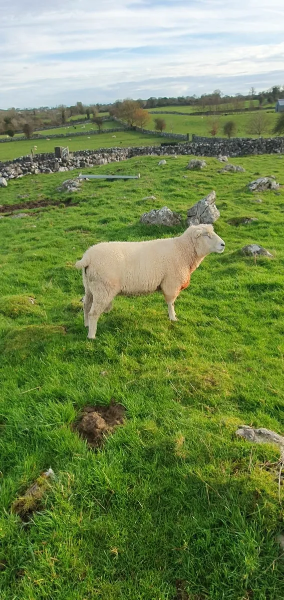 Purebred Galway  Sheep - Image 1
