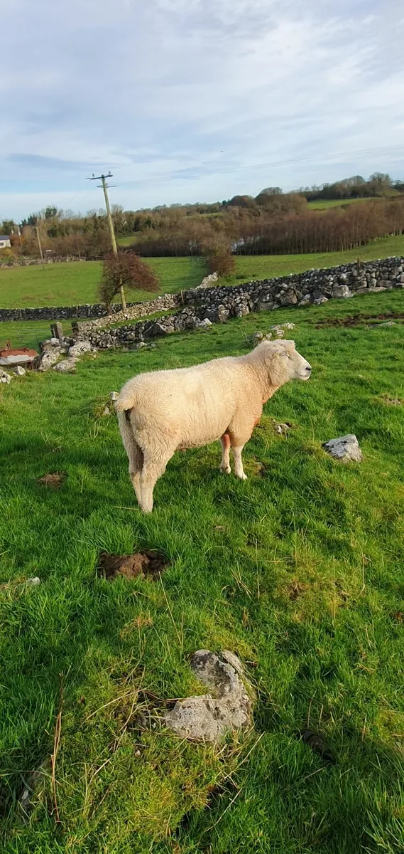 Purebred Galway  Sheep - Image 2