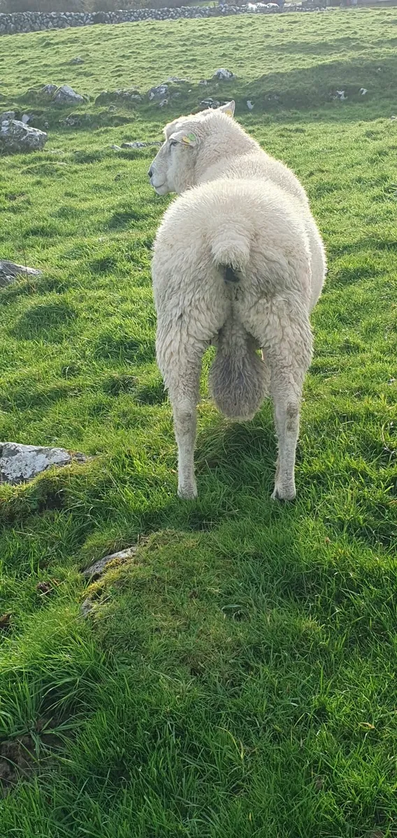 Purebred Galway  Sheep - Image 3