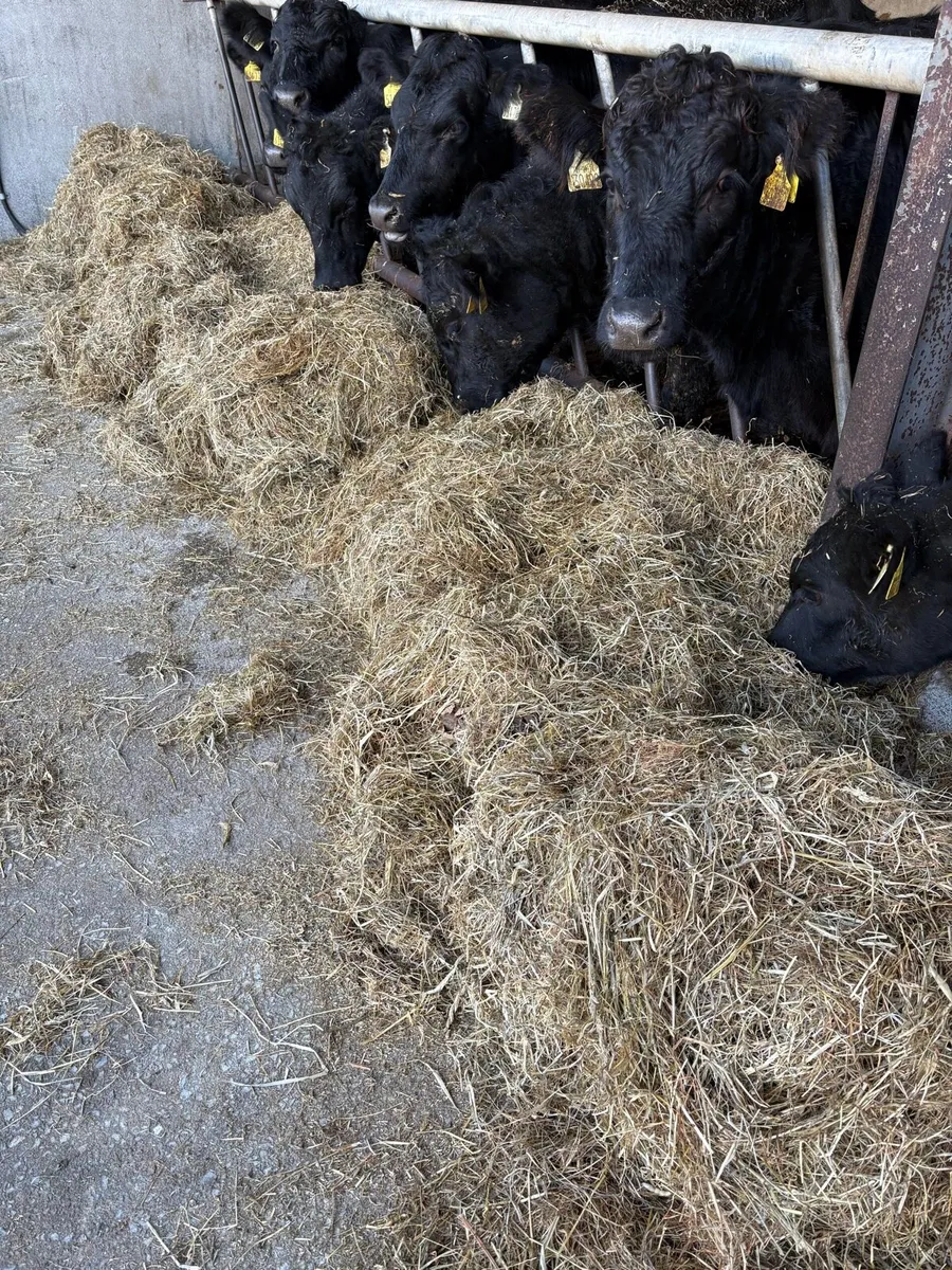 Silage - Image 3