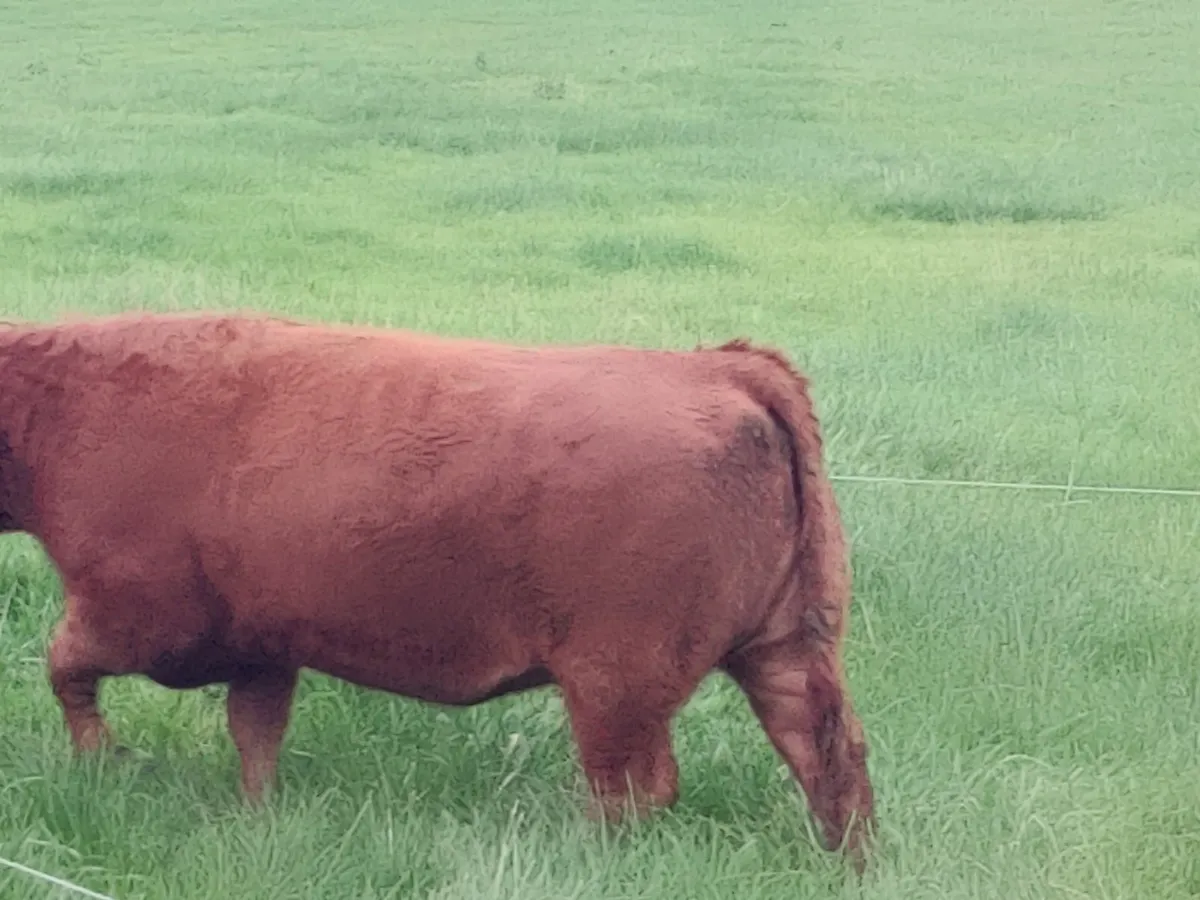 Good quality beef heifers - Image 2