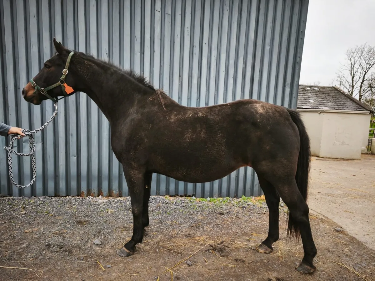 Top Sport Mare - Image 1