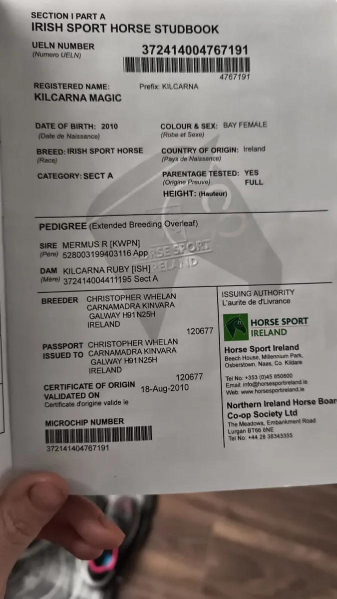 Top Sport Mare - Image 2