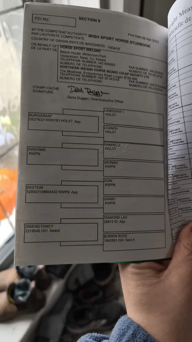 Top Sport Mare - Image 3