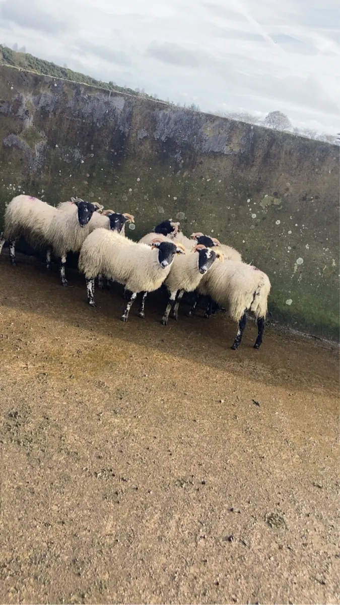 sheep ewe lambs - Image 1