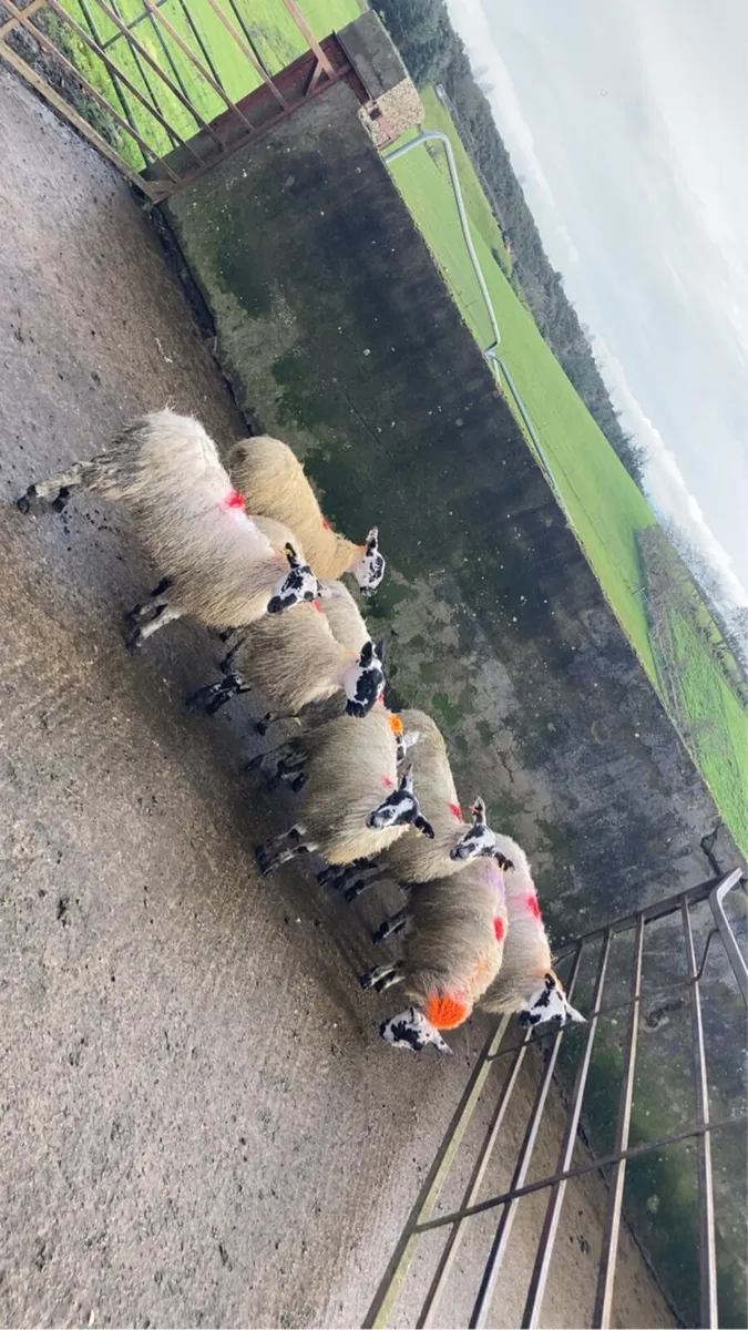 sheep ewe lambs - Image 2