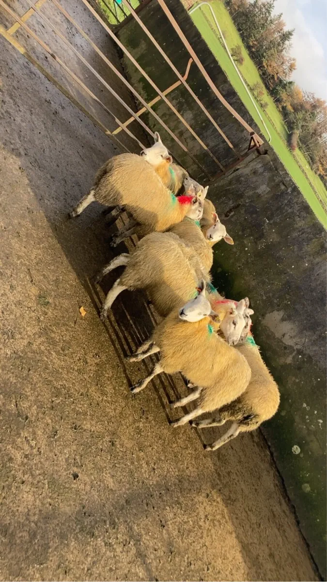 sheep ewe lambs - Image 3