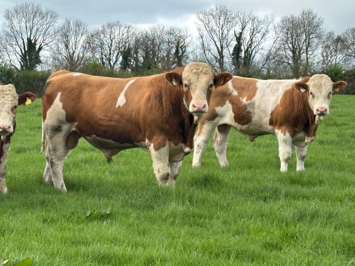 Simmental bulls - Image 1