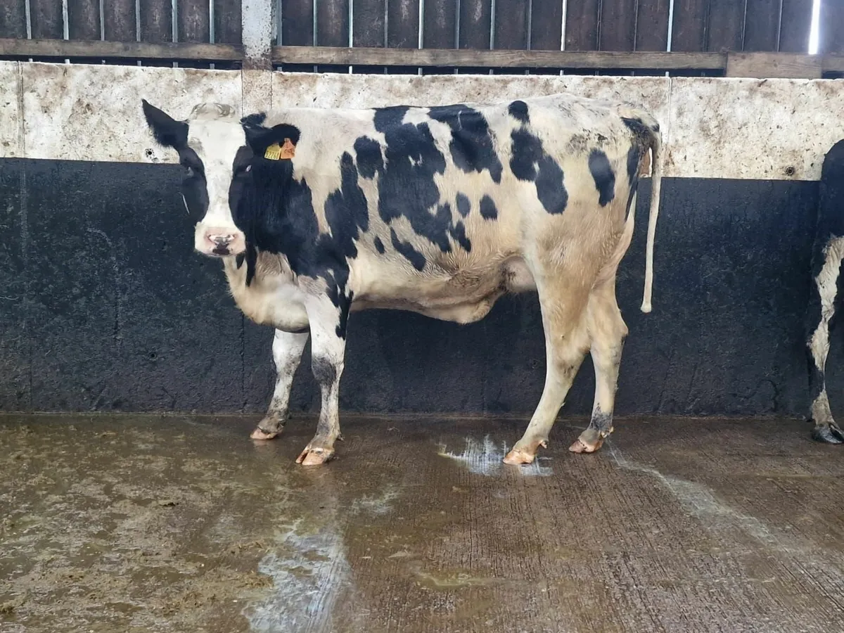 Fresh calved  young cows - Image 1