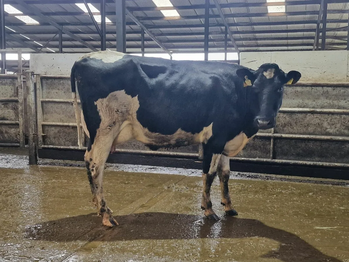 Fresh calved  young cows - Image 2