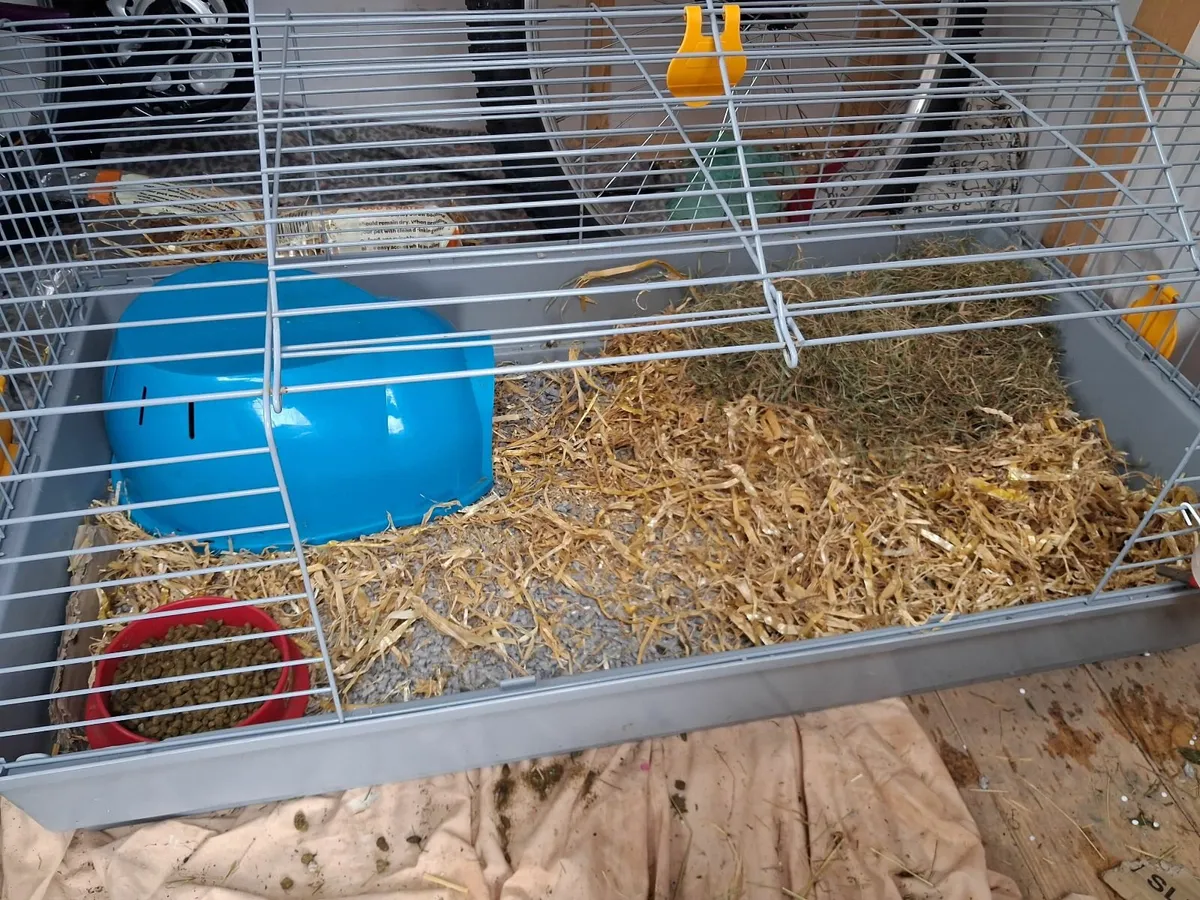 Pepsi and tango - Image 2