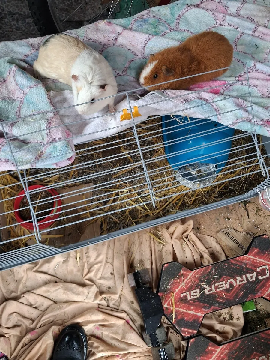 Pepsi and tango - Image 1