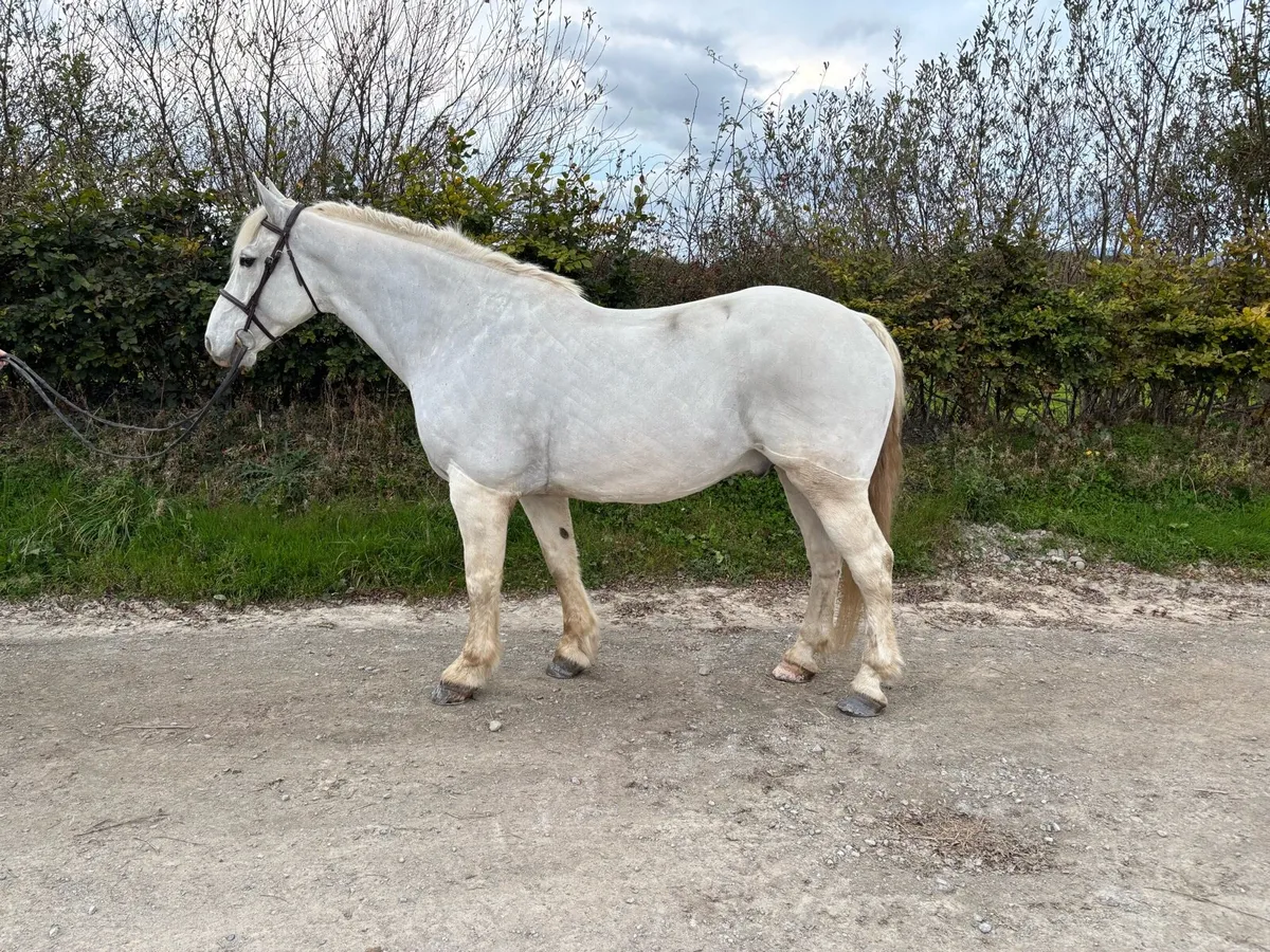14 year old Irish draught - Image 1