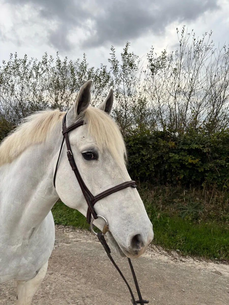 14 year old Irish draught - Image 2