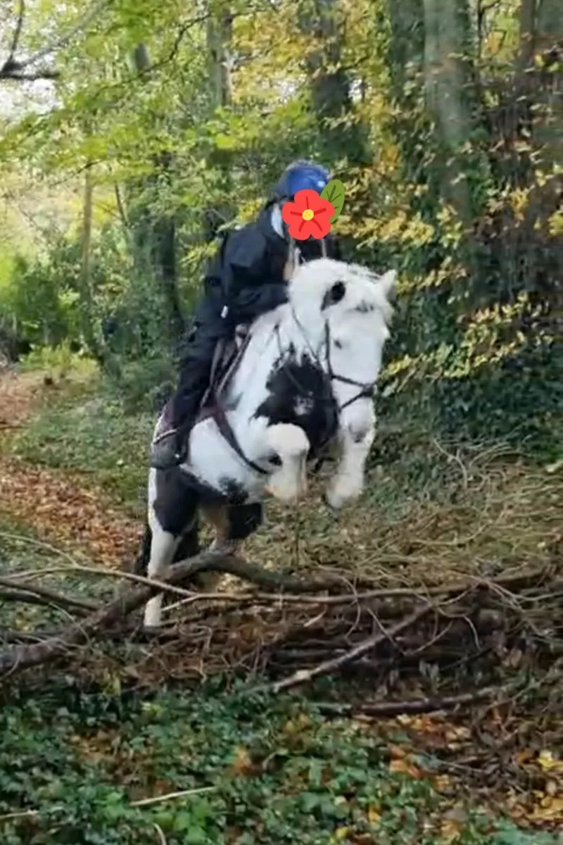 128cm - Superb child's pony - Image 1