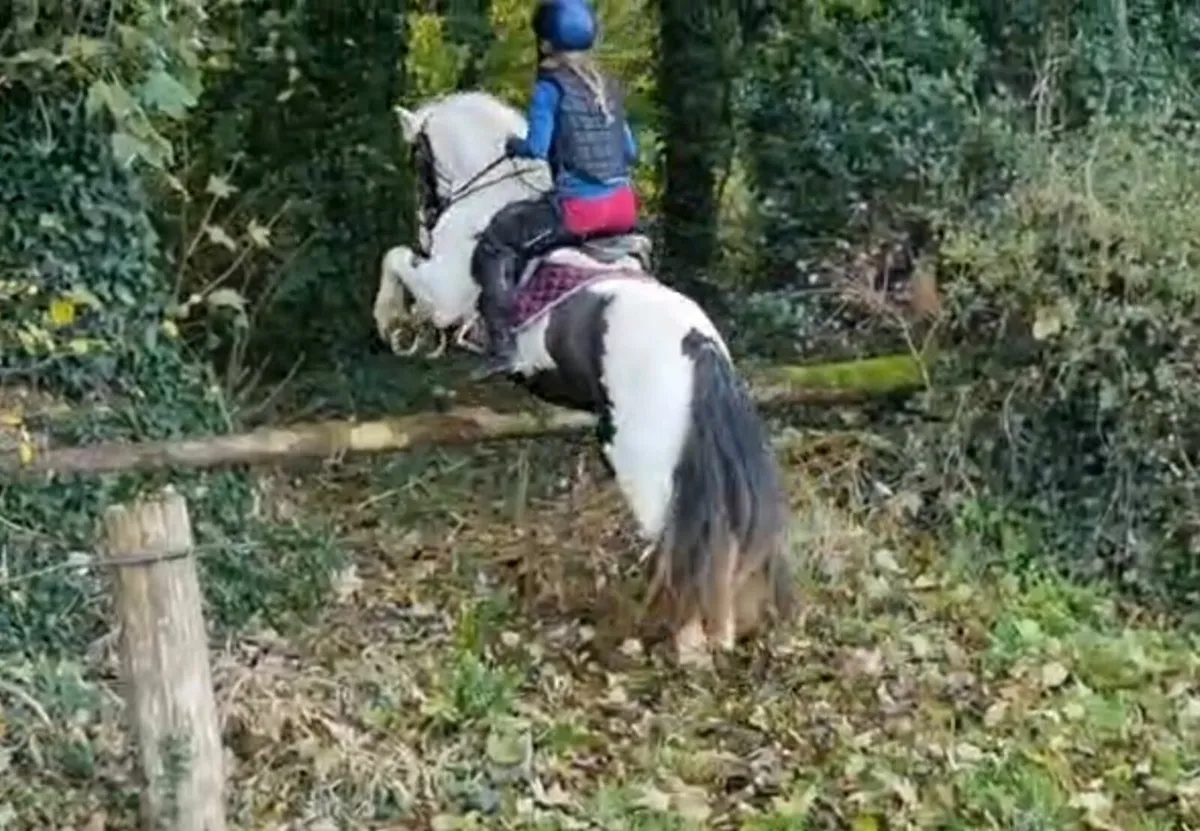 128cm - Superb child's pony - Image 2