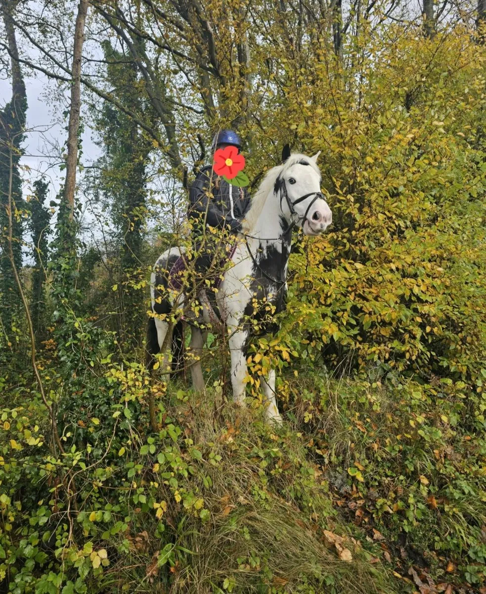 128cm - Superb child's pony - Image 3