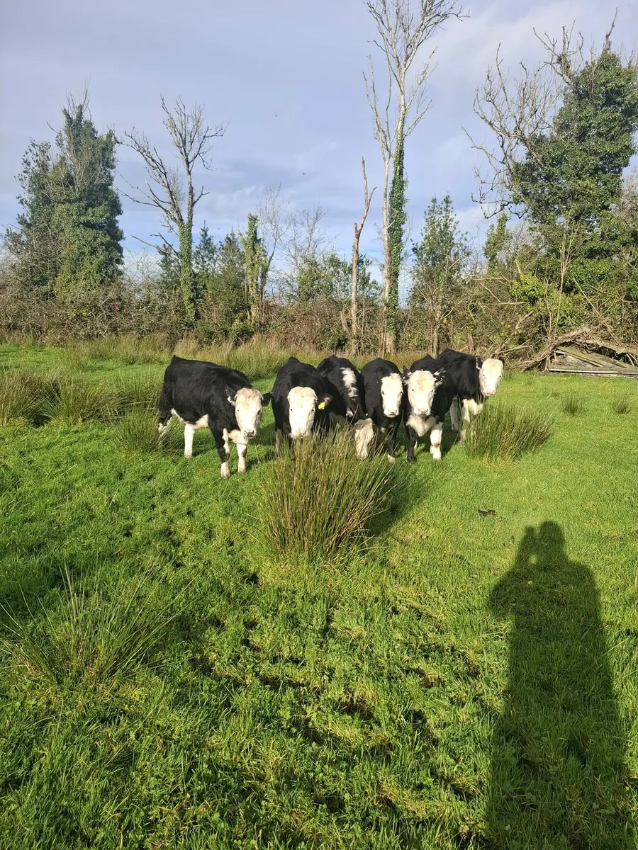 Heifers - Image 1