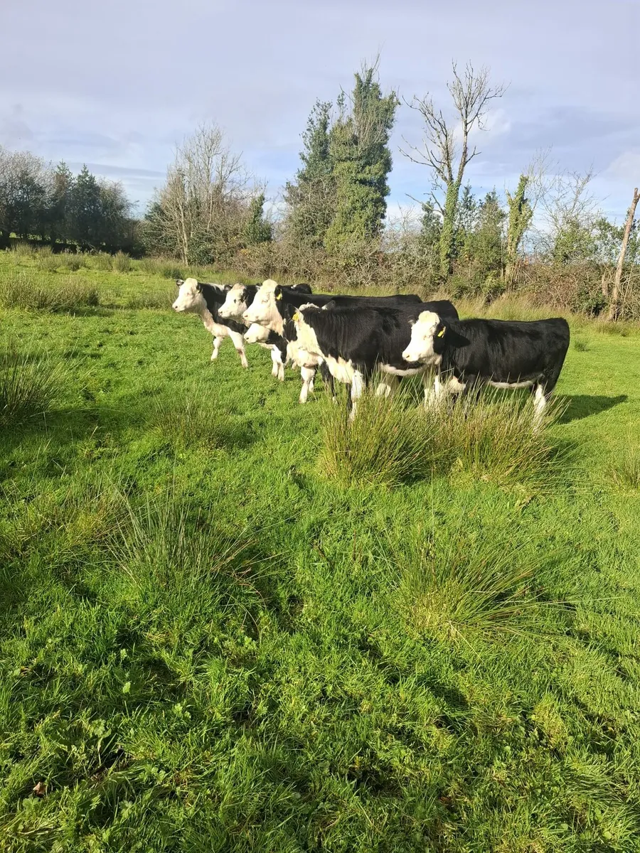 Heifers - Image 2