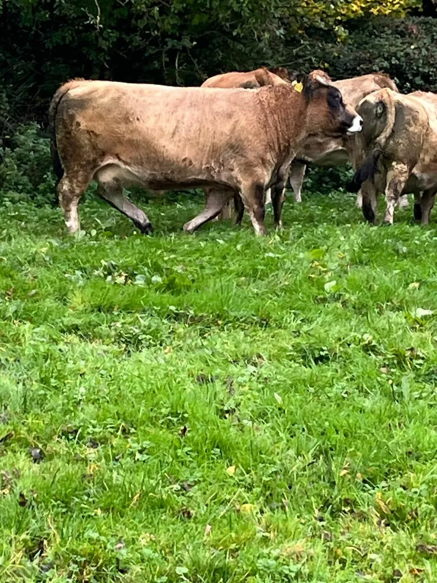 x6 Meal Fed Cows + Bull - Kilcullen Mart 5th Nov - Image 2