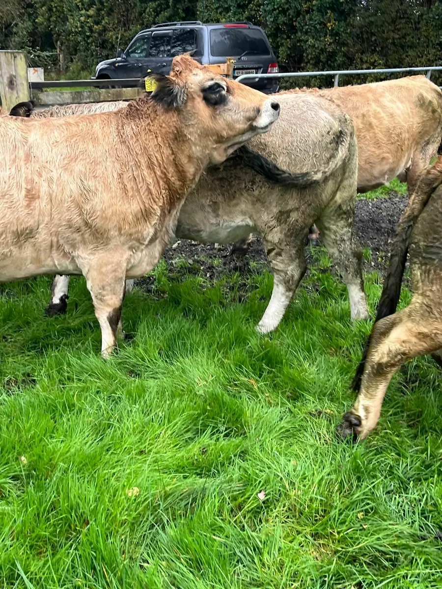 x6 Meal Fed Cows + Bull - Kilcullen Mart 5th Nov - Image 3