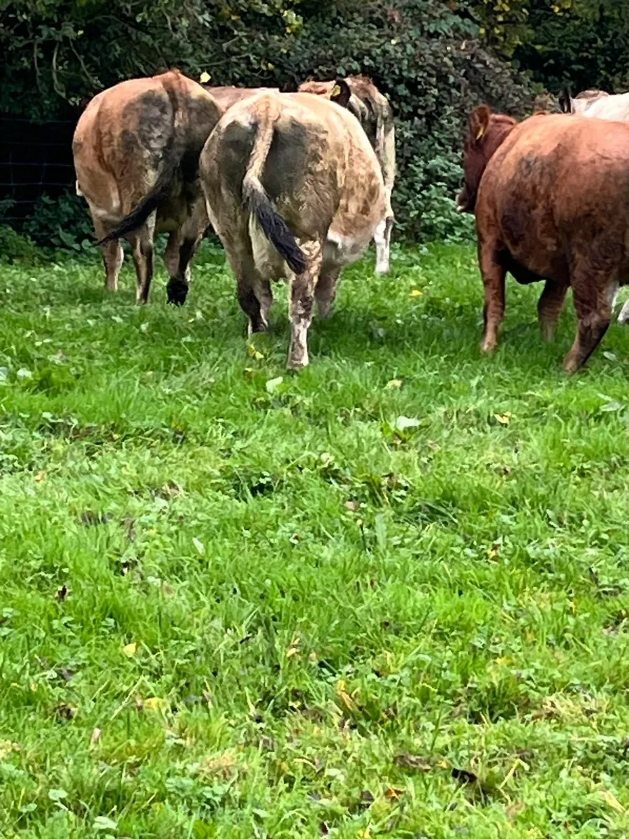 x6 Meal Fed Cows + Bull - Kilcullen Mart 5th Nov - Image 1