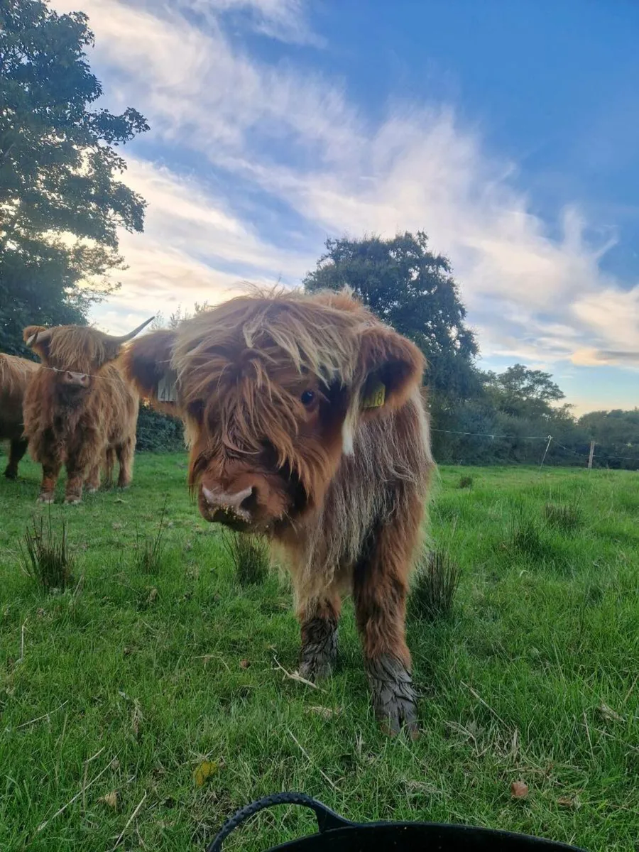 Highland cattle - Image 2