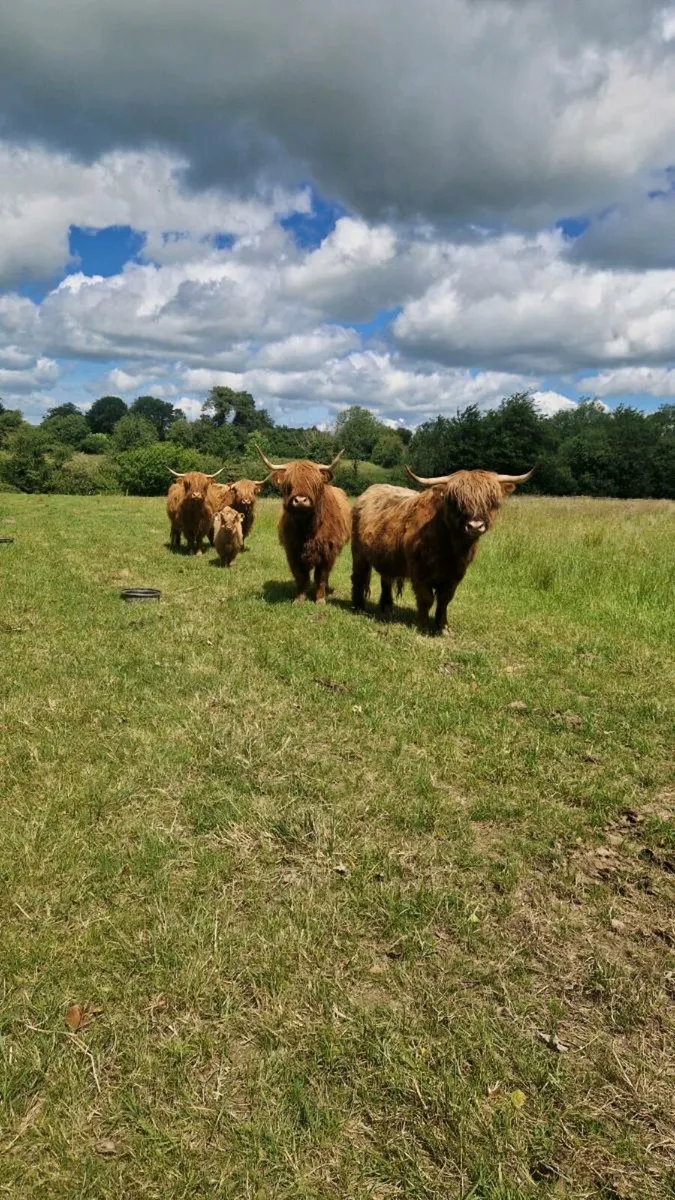 Highland cattle - Image 1
