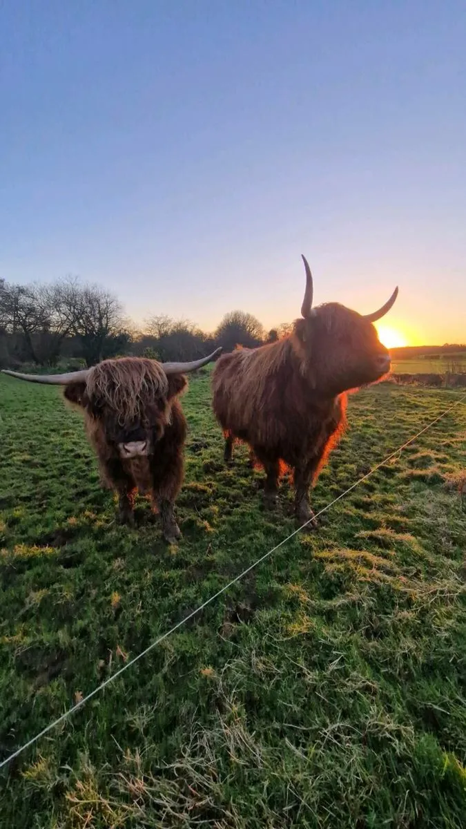 Highland cattle - Image 3