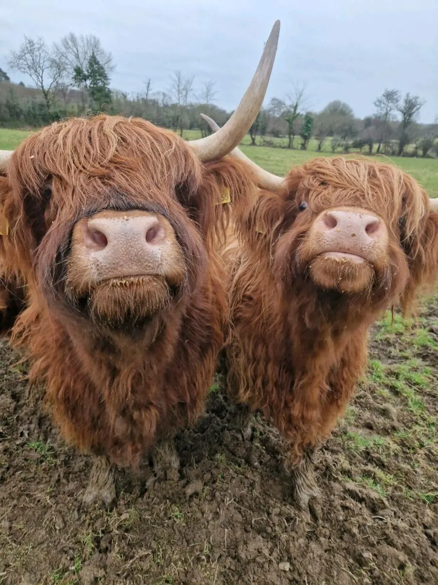Highland cattle - Image 4