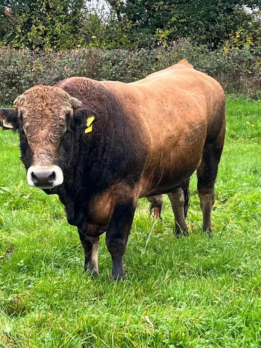 x6 Meal Fed Cows + Bull - Kilcullen Mart 5th Nov - Image 4