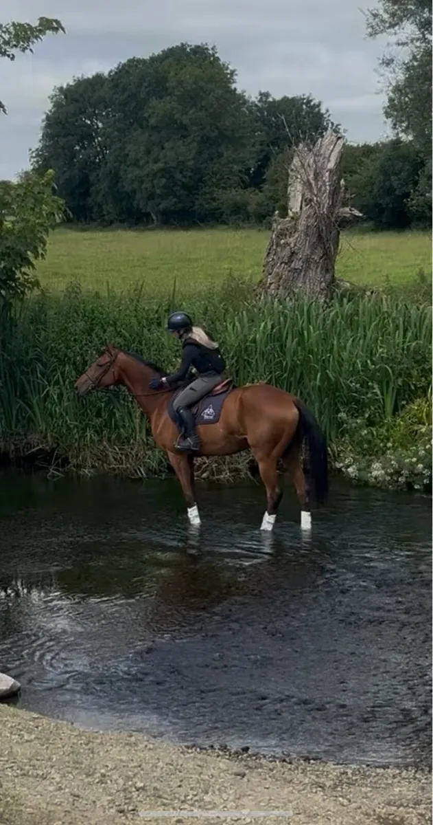 Event Horse/Amateur Allrounder - Image 3