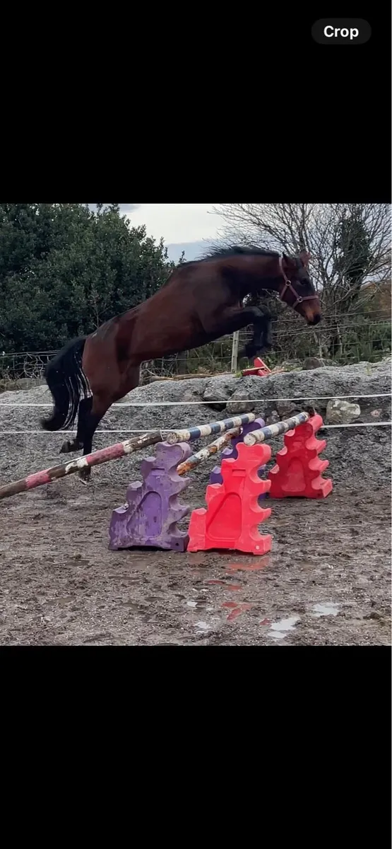 3yr old gelding - Image 1