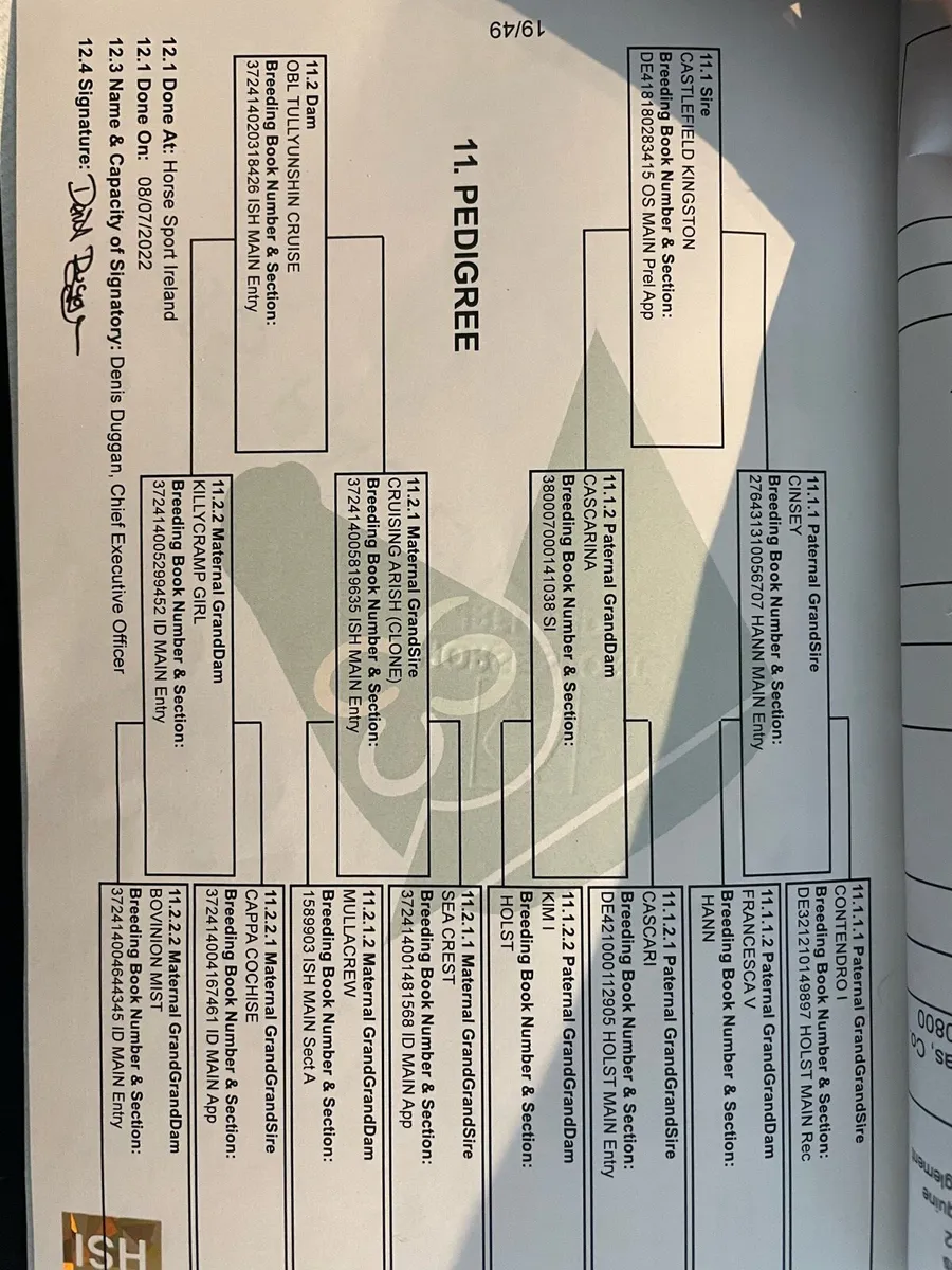 3yr old gelding - Image 2