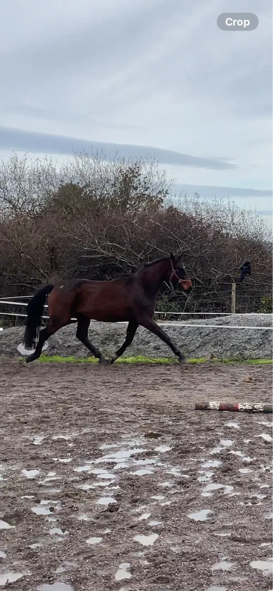 3yr old gelding - Image 3