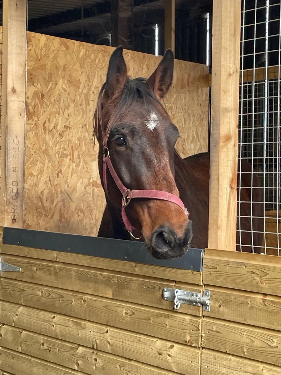 3yr old gelding - Image 4