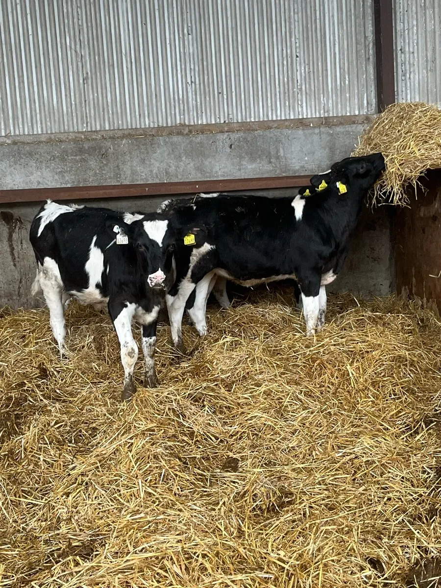 Dairy heifer calves - Image 1