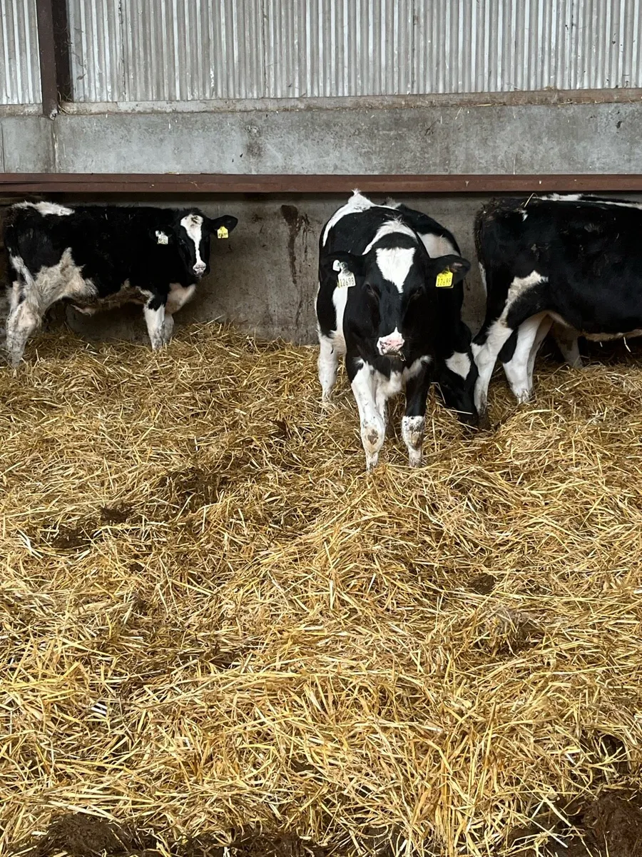 Dairy heifer calves - Image 2