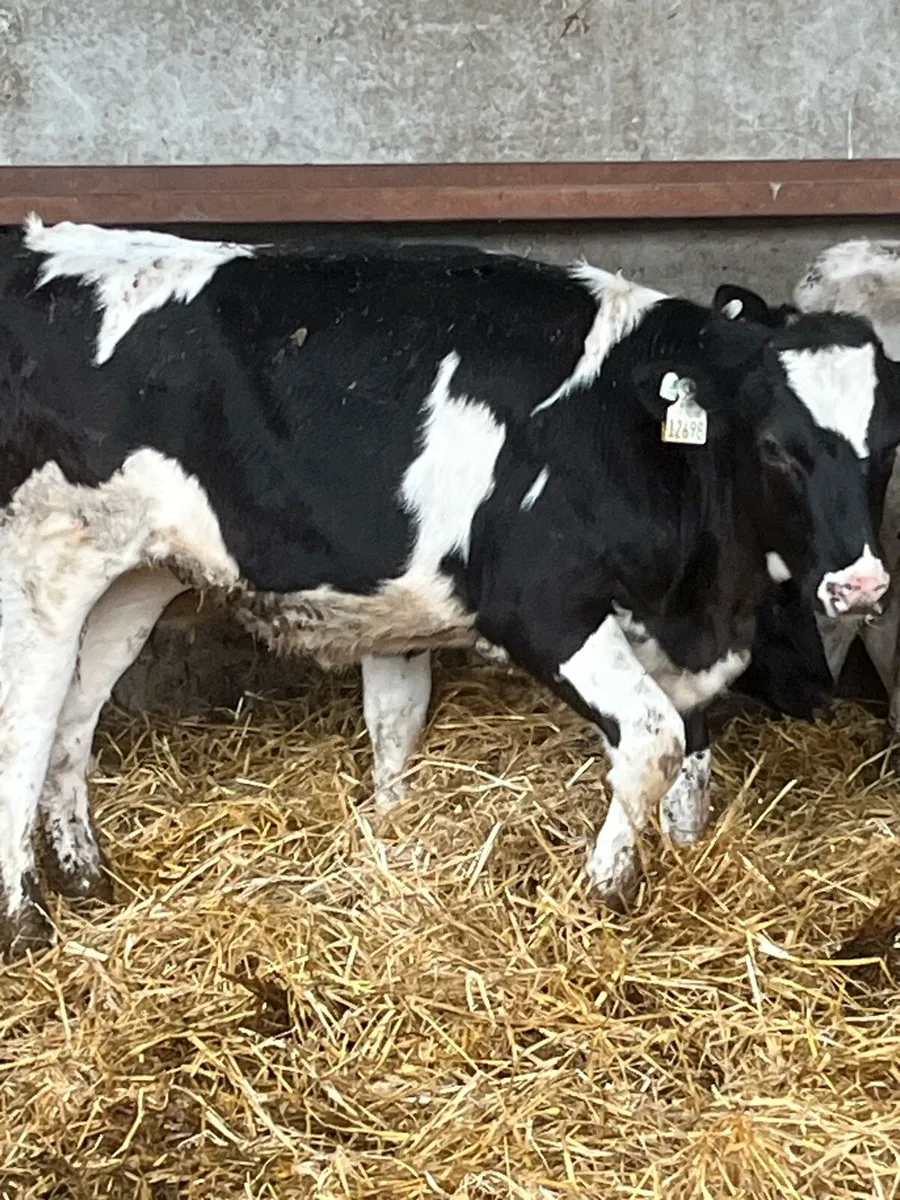 Dairy heifer calves - Image 3