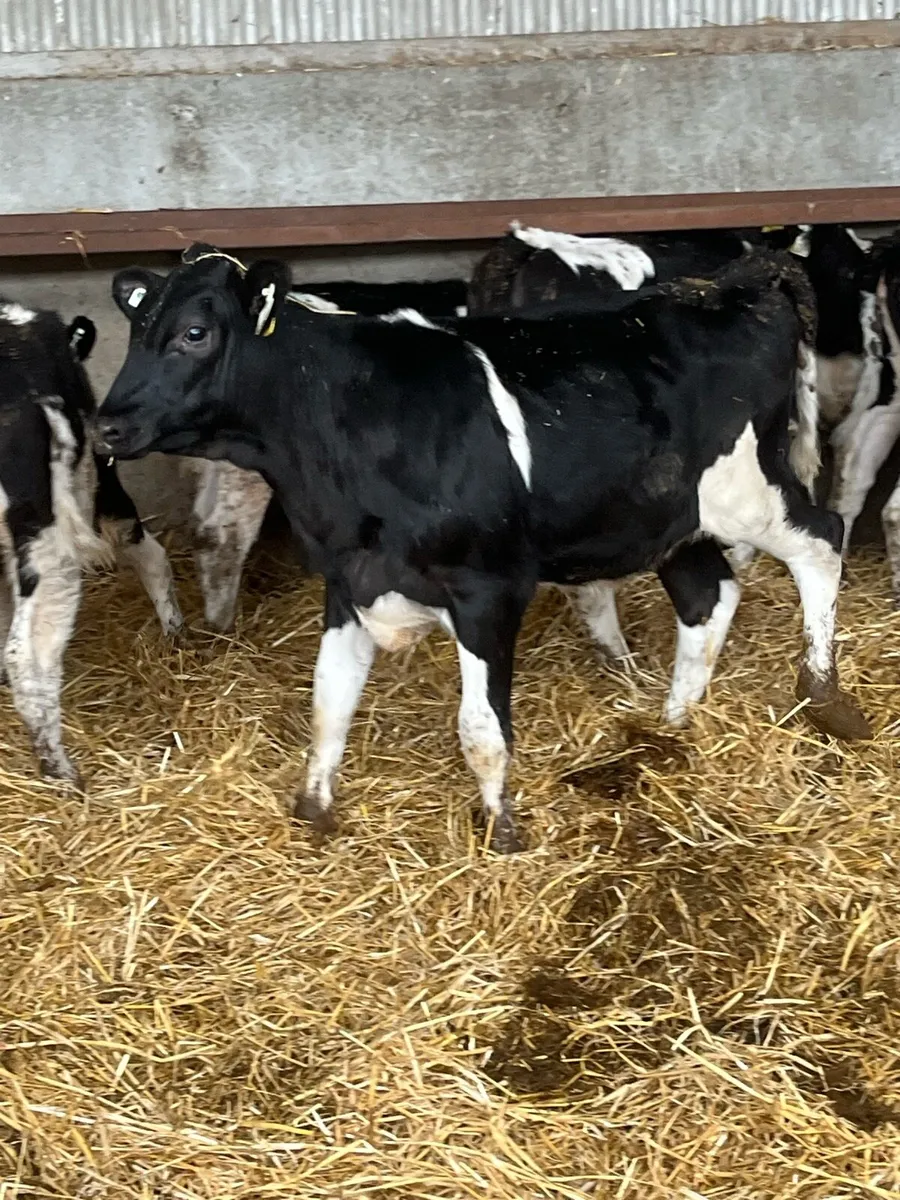 Dairy heifer calves - Image 4