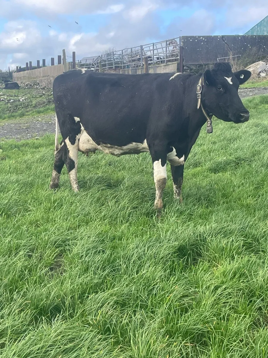 Young empty cows - Image 1