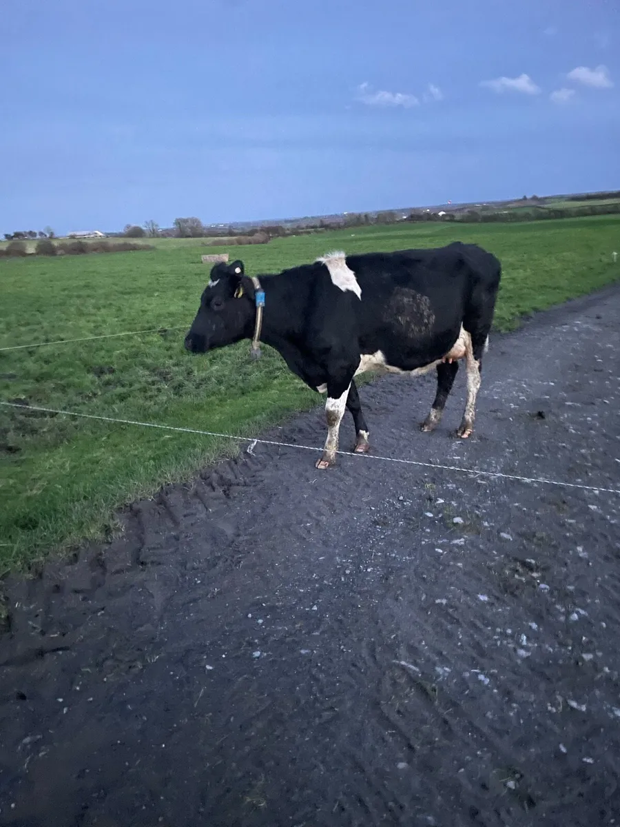 Young empty cows - Image 2