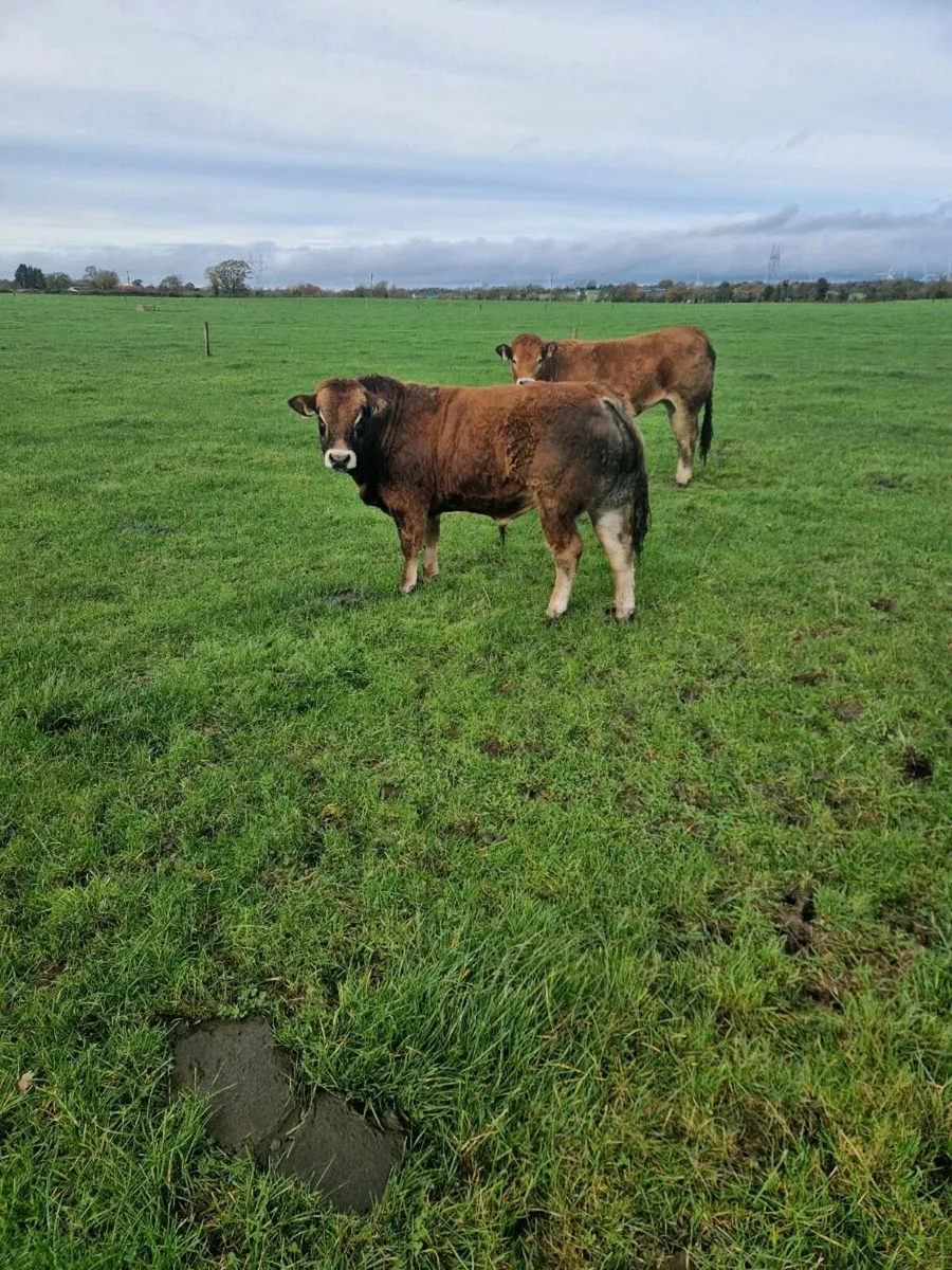 Pedigree Parthenaise cows and bulls - Image 2