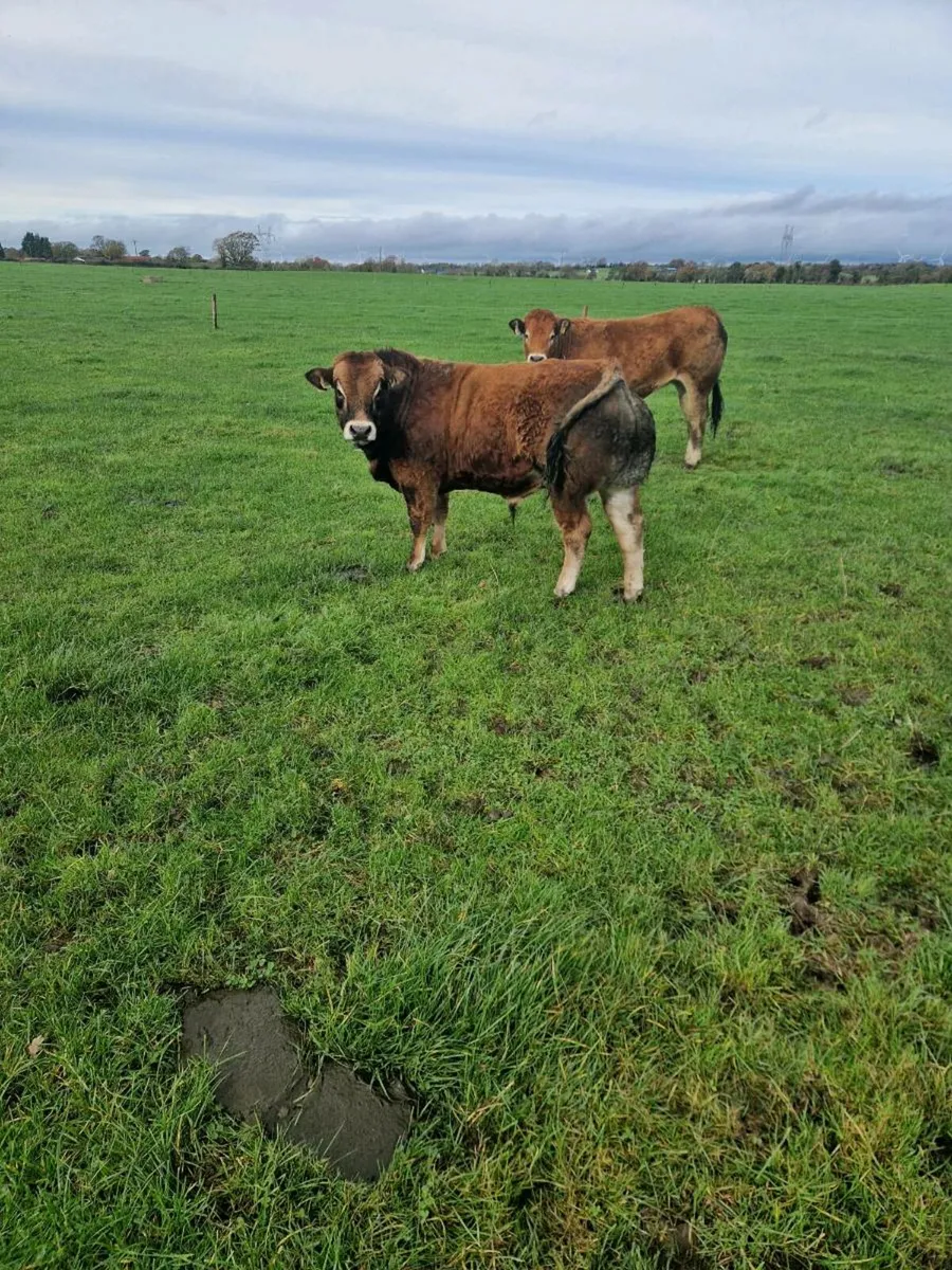 Pedigree Parthenaise cows and bulls - Image 4