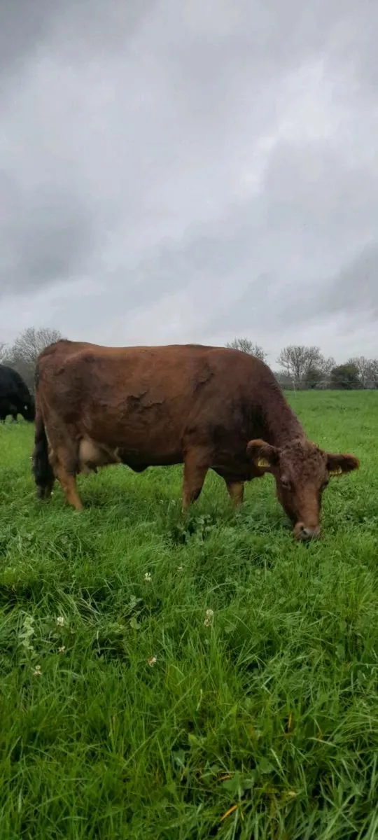 Dexter cow and weanling - Image 1