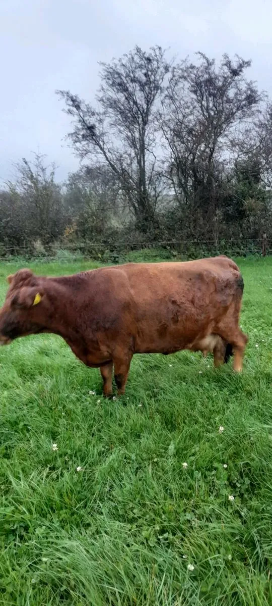 Dexter cow and weanling - Image 2