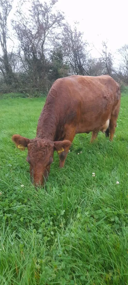 Dexter cow and weanling - Image 3